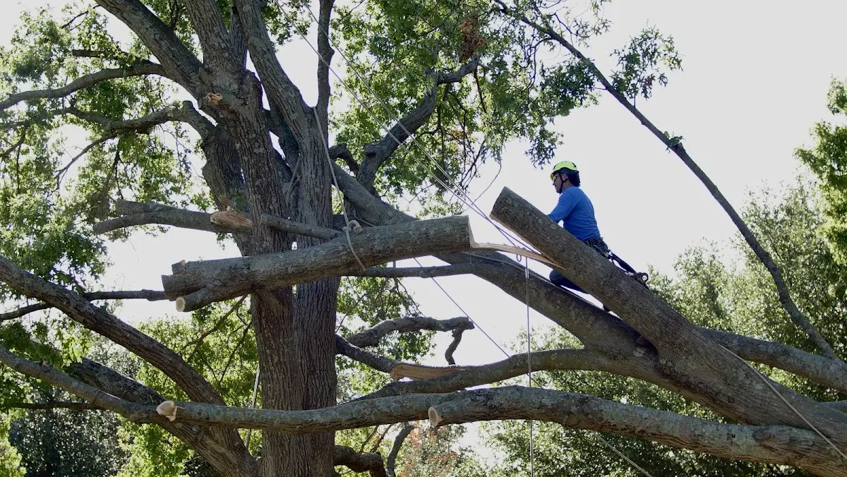 Professional Hazardous Tree Removal performed by certified arborists in Arrington